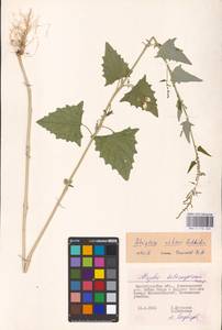 Atriplex sagittata Borkh., Eastern Europe, Lower Volga region (E9) (Russia)