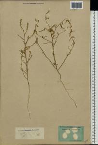 Corispermum hyssopifolium L., Eastern Europe (no precise locality) (E0) (Not classified)