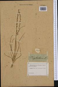 Triglochin palustris L., Western Europe (EUR) (Germany)