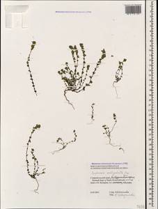 Euphrasia amblyodonta Juz., Caucasus, Stavropol Krai, Karachay-Cherkessia & Kabardino-Balkaria (K1b) (Russia)