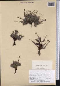 Eritrichium aretioides (Cham.) DC., America (AMER) (United States)