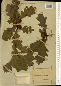 Quercus petraea (Matt.) Liebl., Caucasus, North Ossetia, Ingushetia & Chechnya (K1c) (Russia)