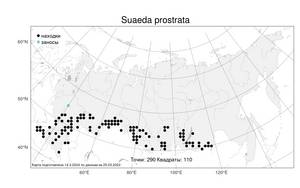 Suaeda prostrata Pall., Atlas of the Russian Flora (FLORUS) (Russia)