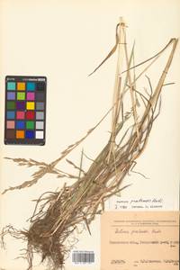 Lolium pratense (Huds.) Darbysh., Siberia, Russian Far East (S6) (Russia)