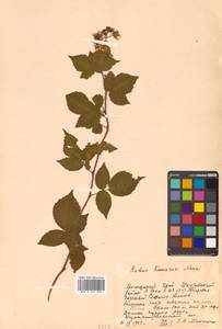 Rubus idaeus subsp. melanolasius Focke, Siberia, Russian Far East (S6) (Russia)