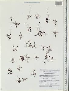 Drosera rotundifolia L., Eastern Europe, Northern region (E1) (Russia)