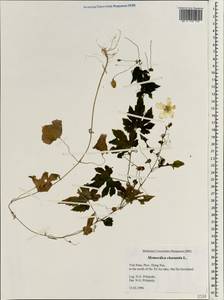 Momordica charantia, South Asia, South Asia (Asia outside ex-Soviet states and Mongolia) (ASIA) (Vietnam)
