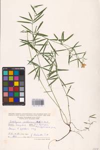 Lathyrus pallescens (M.Bieb.) K.Koch, Eastern Europe, Moldova (E13a) (Moldova)