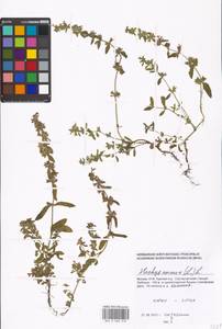 Stachys annua (L.) L., Eastern Europe, Moscow region (E4a) (Russia)