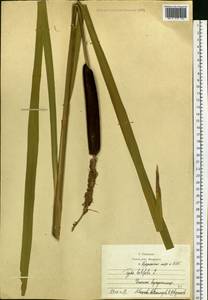 Typha latifolia L., Eastern Europe, Moscow region (E4a) (Russia)