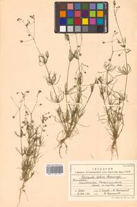 Spergula arvensis subsp. sativa (Boenn.) Celak., Siberia, Chukotka & Kamchatka (S7) (Russia)