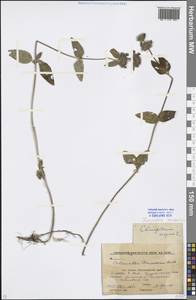Clinopodium vulgare L., Caucasus, Krasnodar Krai & Adygea (K1a) (Russia)