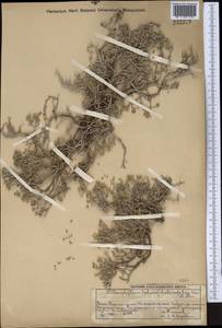 Arthrophytum betpakdalense Korovin & Mironov, Middle Asia, Muyunkumy, Balkhash & Betpak-Dala (M9) (Kazakhstan)