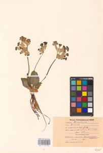 Primula veris subsp. macrocalyx (Bunge) Lüdi, Caucasus, Stavropol Krai, Karachay-Cherkessia & Kabardino-Balkaria (K1b) (Russia)