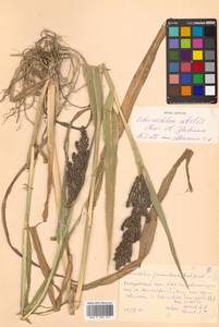 Echinochloa esculenta (A.Braun) H.Scholz, Siberia, Russian Far East (S6) (Russia)