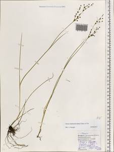 Juncus alpinoarticulatus Chaix, Eastern Europe, Belarus (E3a) (Belarus)