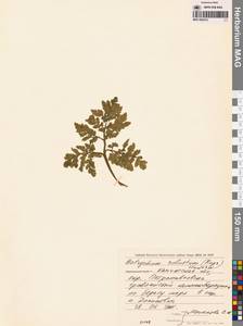 Sceptridium robustum (Rupr.) Lyon, Siberia, Chukotka & Kamchatka (S7) (Russia)