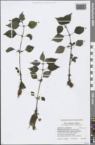 Pilea pumila (L.) A. Gray, Siberia, Russian Far East (S6) (Russia)