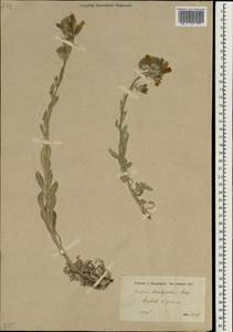 Onosma sericea Willd., South Asia, South Asia (Asia outside ex-Soviet states and Mongolia) (ASIA) (Turkey)