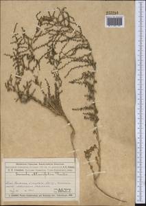 Suaeda salsa (L.) Pall., Middle Asia, Muyunkumy, Balkhash & Betpak-Dala (M9) (Kazakhstan)