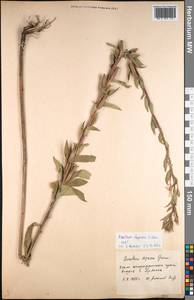 Oenothera villosa subsp. villosa, Eastern Europe, Western region (E3) (Russia)