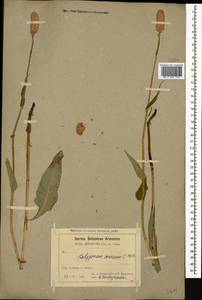 Bistorta carnea (K. Koch) Kom., Caucasus, Armenia (K5) (Armenia)