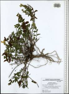 Scutellaria supina L., Eastern Europe, Central region (E4) (Russia)