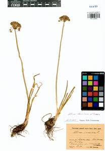 Allium spurium G.Don, Siberia, Baikal & Transbaikal region (S4) (Russia)