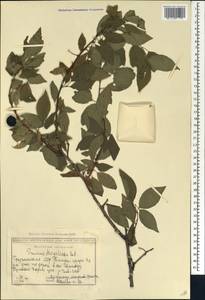 Prunus cerasifera Ehrh., Caucasus, Georgia (K4) (Georgia)