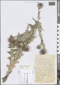 Cousinia microcarpa Boiss., Middle Asia, Western Tian Shan & Karatau (M3) (Kazakhstan)