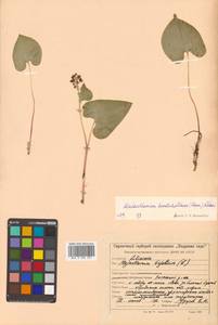 Maianthemum dilatatum (Alph.Wood) A.Nelson & J.F.Macbr., Siberia, Russian Far East (S6) (Russia)