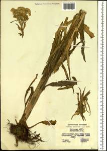 Tephroseris palustris (L.) Fourr., Siberia, Yakutia (S5) (Russia)