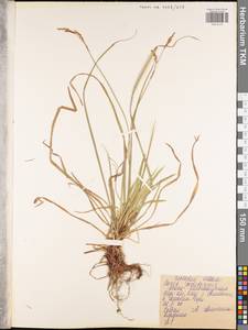Carex pediformis C.A.Mey., Eastern Europe, Central region (E4) (Russia)