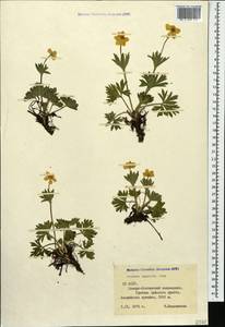 Anemonastrum narcissiflorum subsp. chrysanthum (Ulbr.) Raus, Caucasus, North Ossetia, Ingushetia & Chechnya (K1c) (Russia)