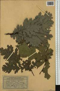 Quercus conferta Kit., Western Europe (EUR) (Bulgaria)