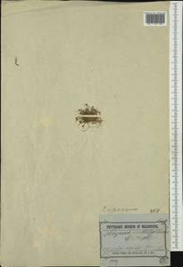 Isolepis marginata (Thunb.) A.Dietr., Australia & Oceania (AUSTR) (Australia)