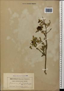 Chrysojasminum fruticans (L.) Banfi, Caucasus, Black Sea Shore (from Novorossiysk to Adler) (K3) (Russia)