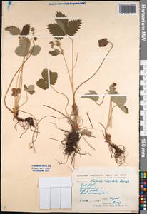 Fragaria orientalis Losinsk., Siberia, Baikal & Transbaikal region (S4) (Russia)