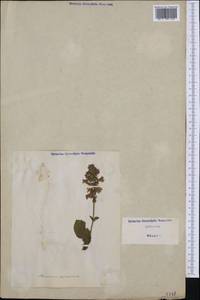 Horminum pyrenaicum L., Western Europe (EUR) (Italy)
