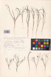 Koelpinia linearis Pall., Middle Asia, Caspian Ustyurt & Northern Aralia (M8) (Kazakhstan)