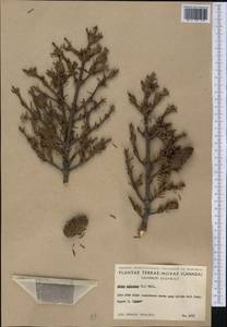 Abies balsamea (L.) Mill., America (AMER) (Canada)