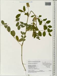 Astragalus glycyphyllos L., Eastern Europe, Central region (E4) (Russia)