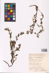 MHA 0 152 646, Lycopsis arvensis subsp. orientalis (L.) Kuzn., Eastern Europe, Lower Volga region (E9) (Russia)