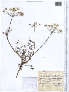Astrodaucus orientalis (L.) Drude, Caucasus, North Ossetia, Ingushetia & Chechnya (K1c) (Russia)
