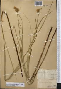 Bolboschoenus maritimus (L.) Palla, Middle Asia, Muyunkumy, Balkhash & Betpak-Dala (M9) (Kazakhstan)