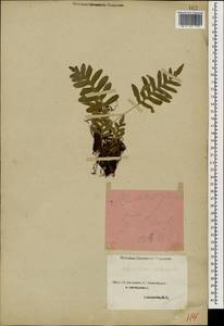 Polypodium vulgare L., Caucasus, Azerbaijan (K6) (Azerbaijan)