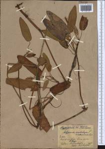 Persicaria amphibia (L.) Gray, Middle Asia, Northern & Central Kazakhstan (M10) (Kazakhstan)