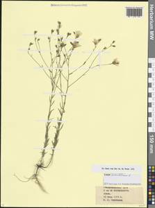 Linum tenuifolium L., Caucasus, Stavropol Krai, Karachay-Cherkessia & Kabardino-Balkaria (K1b) (Russia)