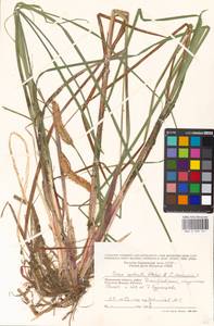 Carex rostrata × vesicaria, Eastern Europe, Moscow region (E4a) (Russia)