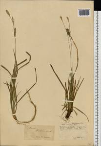 Carex michelii Host, Eastern Europe, Central forest-and-steppe region (E6) (Russia)